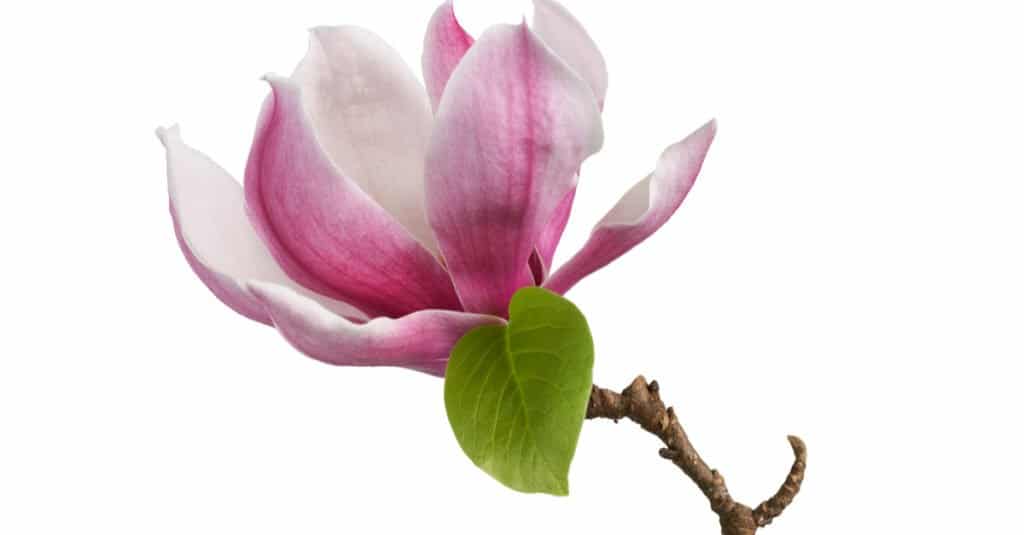 I gigli sono velenosi - Fiore di magnolia giglio