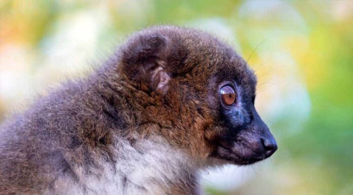  I lemuri sono notturni o diurni?  Spiegato il loro comportamento durante il sonno
