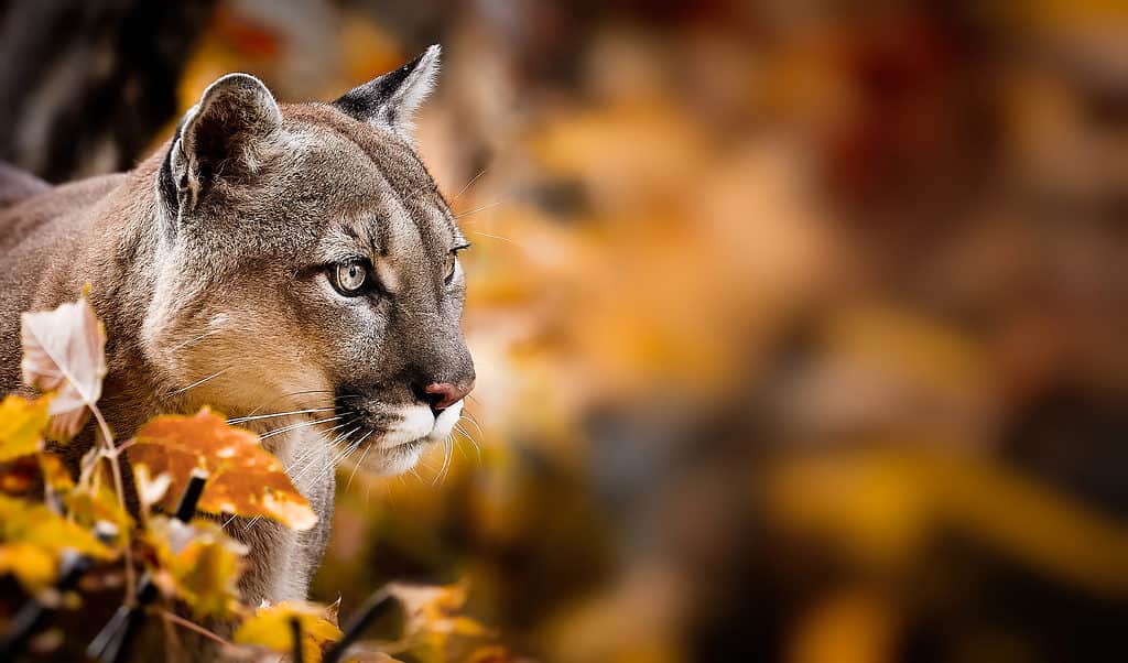 Cougar in foglie d'autunno