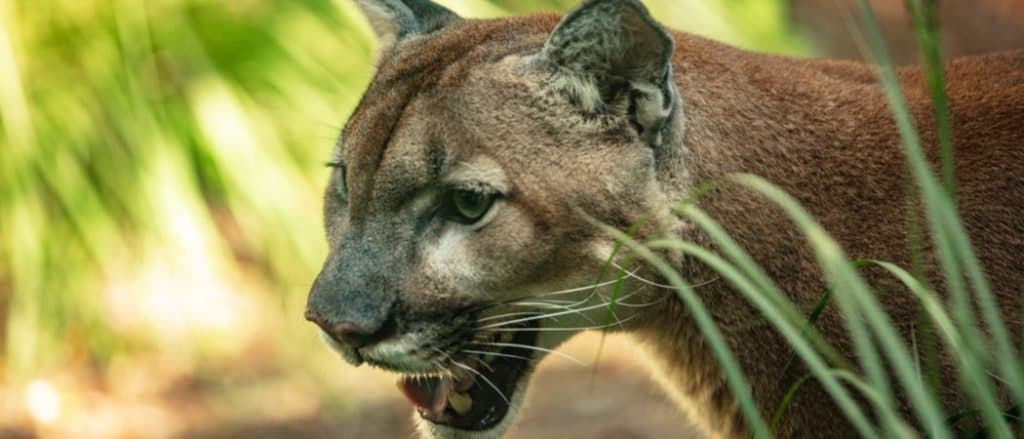 I leoni di montagna sono in pericolo