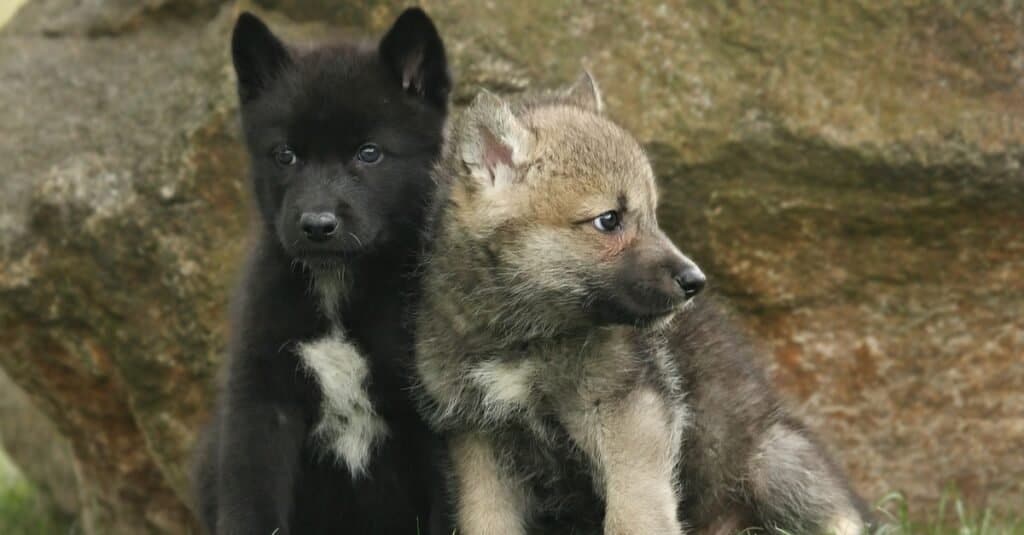 Due cuccioli di lupo grigio Mackenzie (Canis lupus occidentalis) chiamati anche lupo di legno seduto davanti a una roccia.