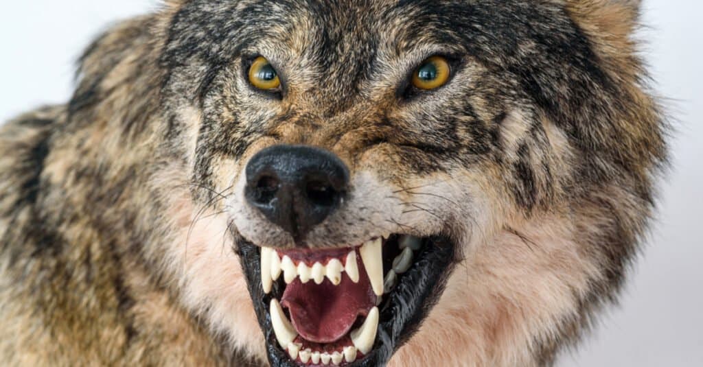 Denti di lupo - Lupo che mostra i denti