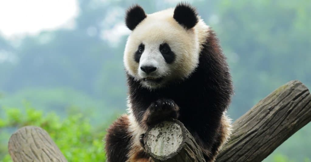 Gli animali più stupidi del mondo: Panda Bear