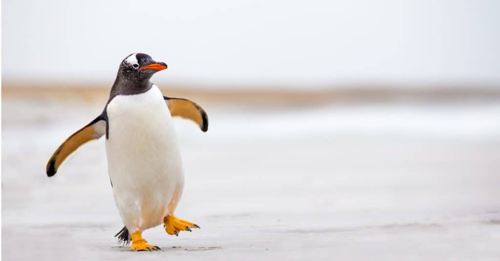 baby pinguino - pinguino che ondeggia su un terreno
