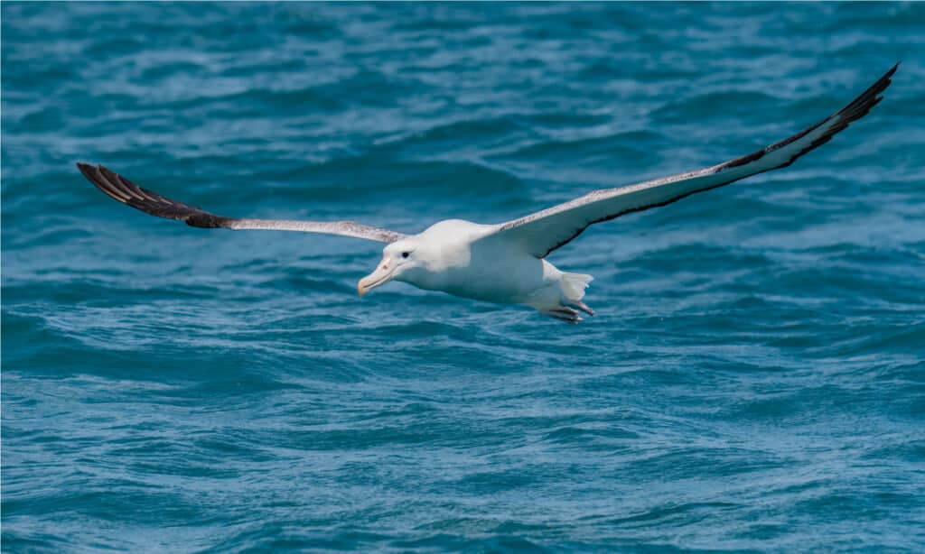 Un bellissimo albatro errante che vola al largo della costa della Nuova Zelanda. L'uccello in volo, le sue ali spiegate.  Sta volando verso il frame in basso a sinistra.  L'uccello è per lo più bianco, con punte delle ali nere.  L'acqua sullo sfondo è di un blu profondo. 