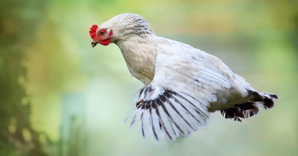 I polli possono volare gallina