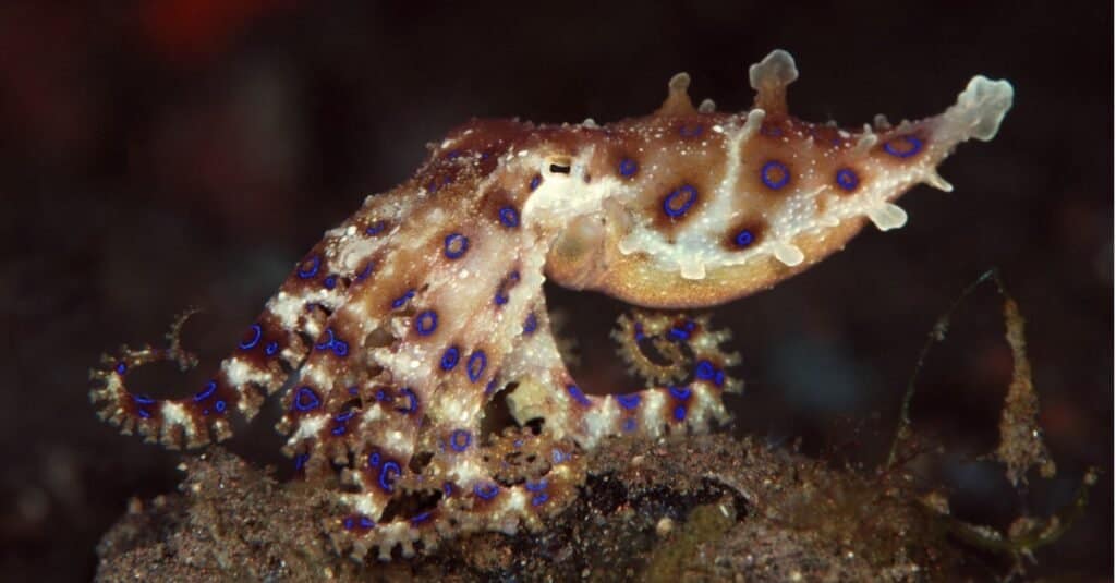 Polpo dagli anelli blu - incredibile mondo sottomarino di Tulamben, Bali, Indonesia