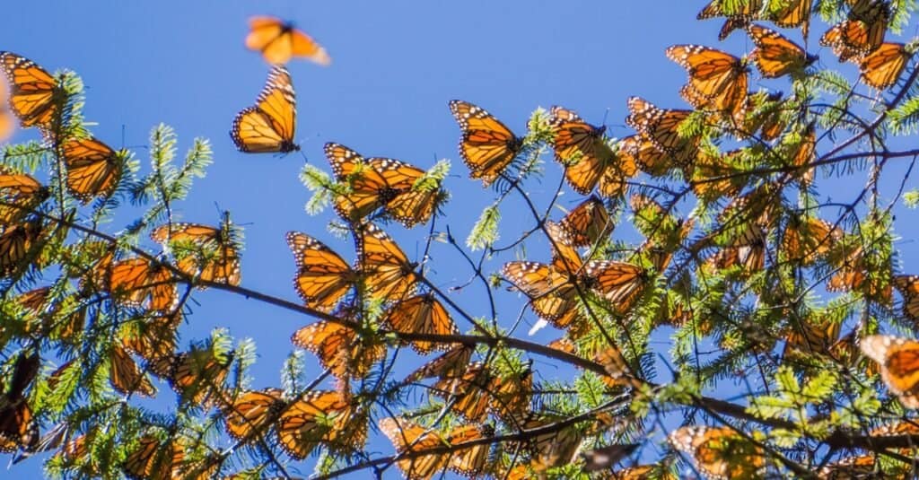 gruppo di farfalle monarca nell'albero