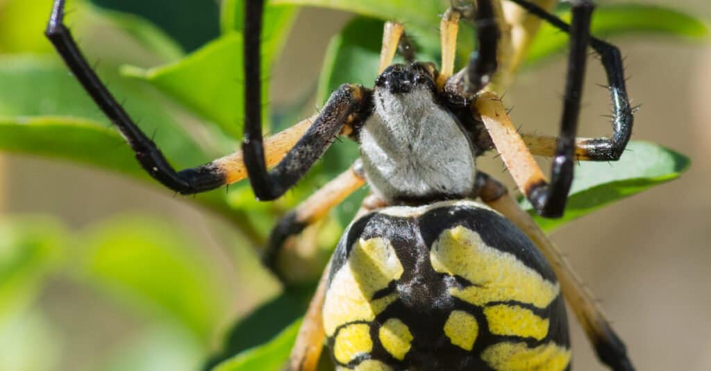 I ragni da giardino gialli sono velenosi o pericolosi?