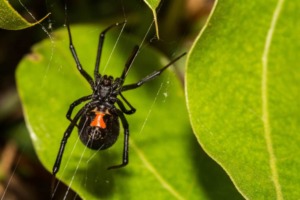 Il ragno della vedova nera può essere trovato nel New Jersey