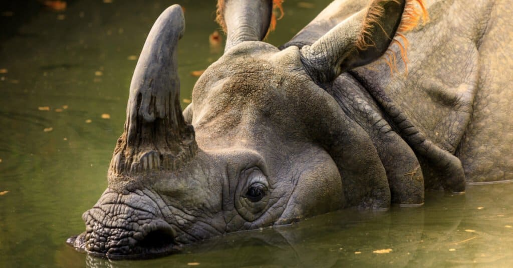 Animale più raro: rinoceronte di Giava