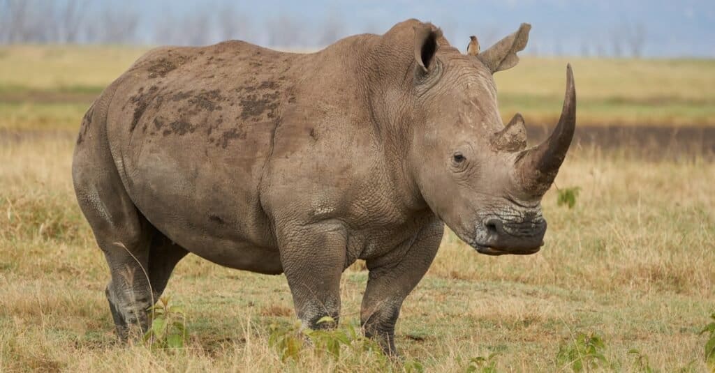 Misteriosi Animali Grigi - Rinoceronte