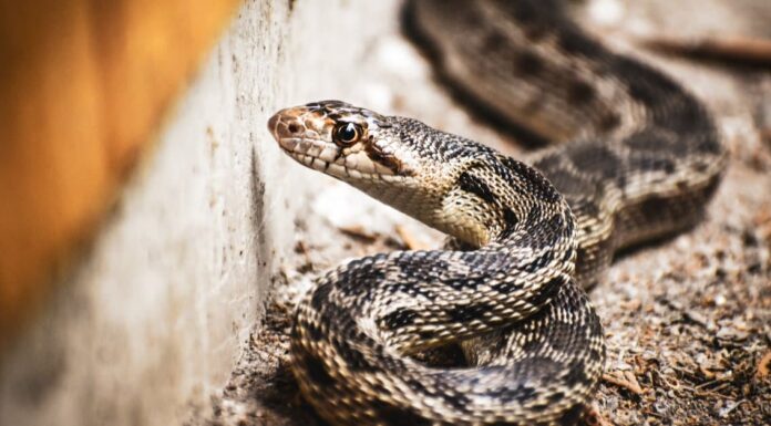 A The 7 Best Snake Guard Chaps You Can Buy Today