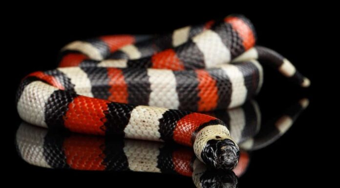 common red milksnake curled up
