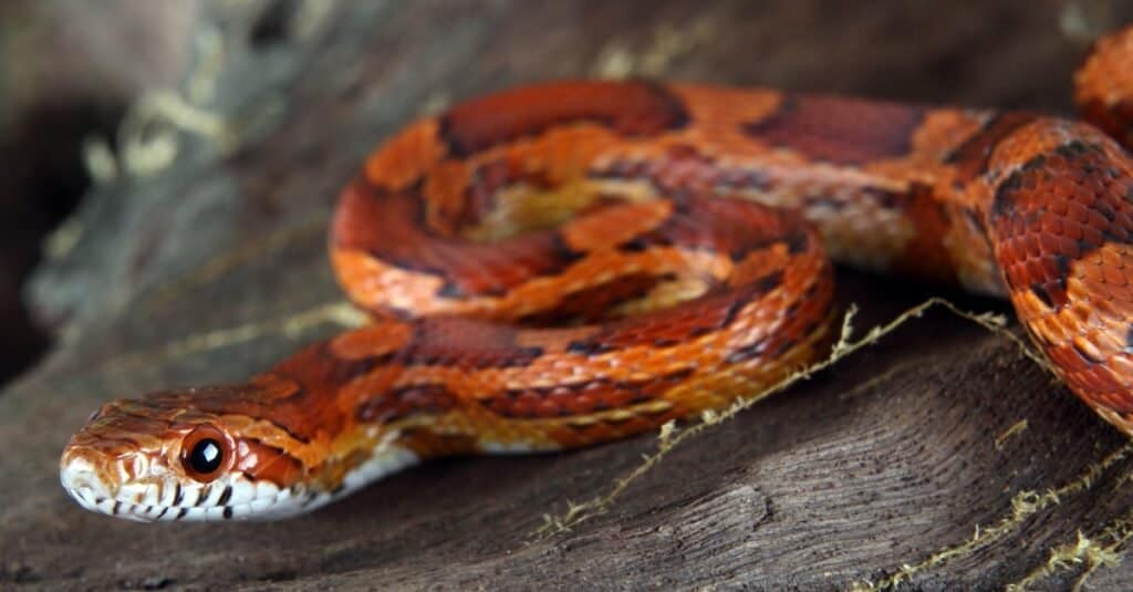 Serpenti che sembrano Copperheads-Corn Snake
