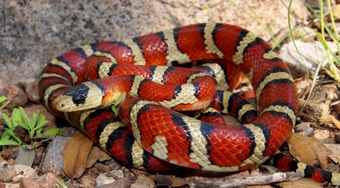 I serpenti reali sono velenosi o pericolosi?
