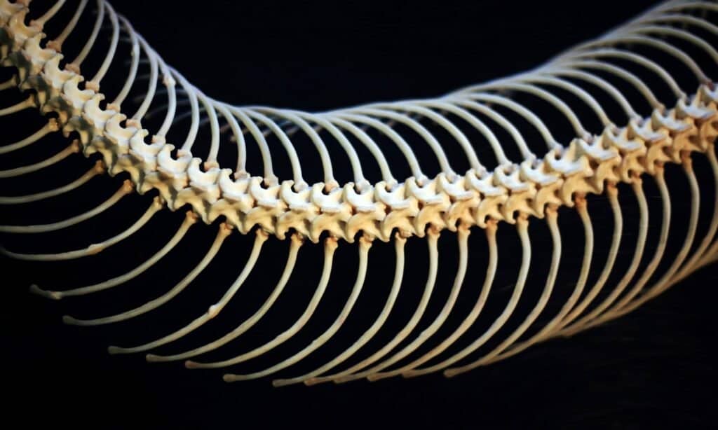 Serpente scheletro vertebre