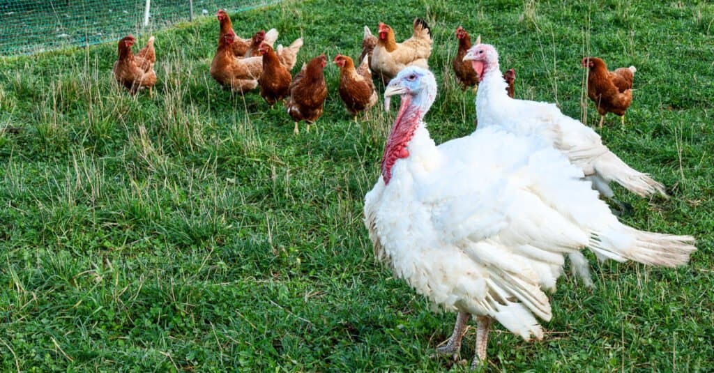 Animali che si riproducono asessualmente: tacchini e galline