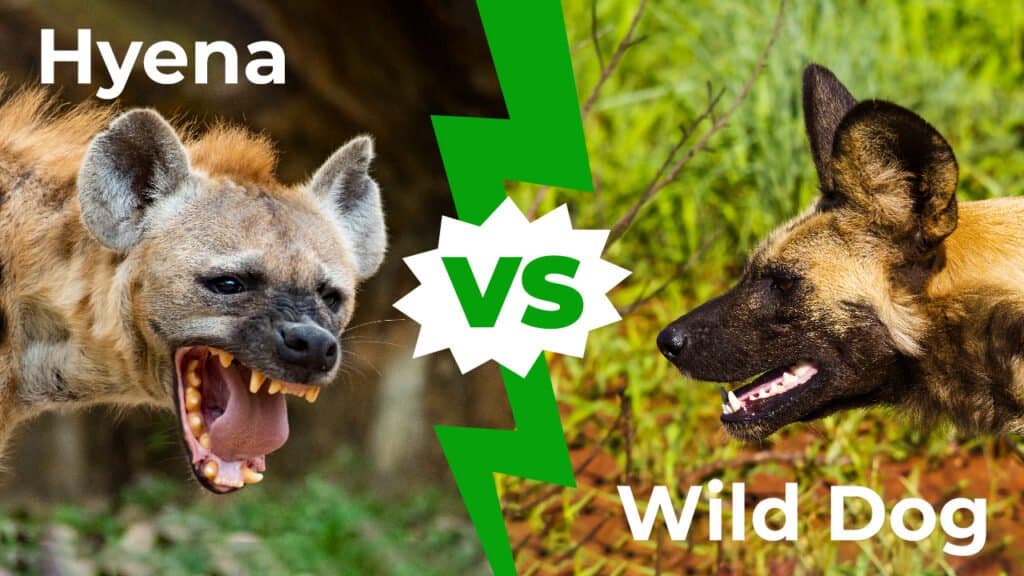 iena contro cane selvatico