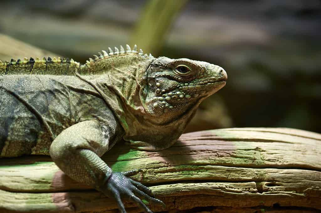 Iguana giamaicana