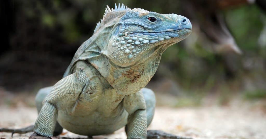 Rara Iguana Blu, conosciuta anche come Grand Cayman Iguana (Cyclura lewisi), allo stato brado sull'isola di Grand Cayman