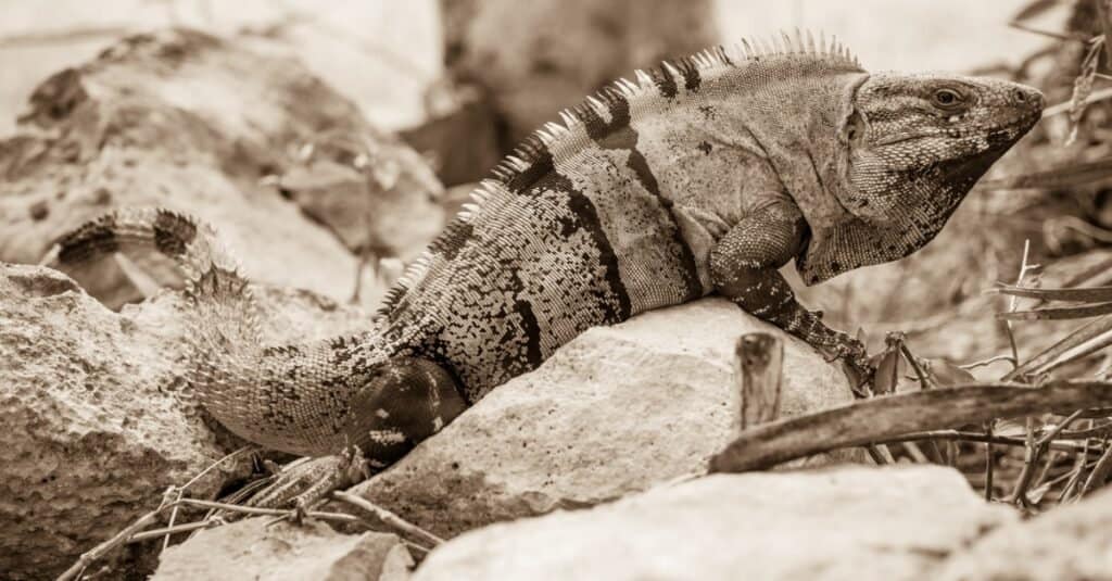 iguana dalla coda spinosa messicana seduta sulla roccia