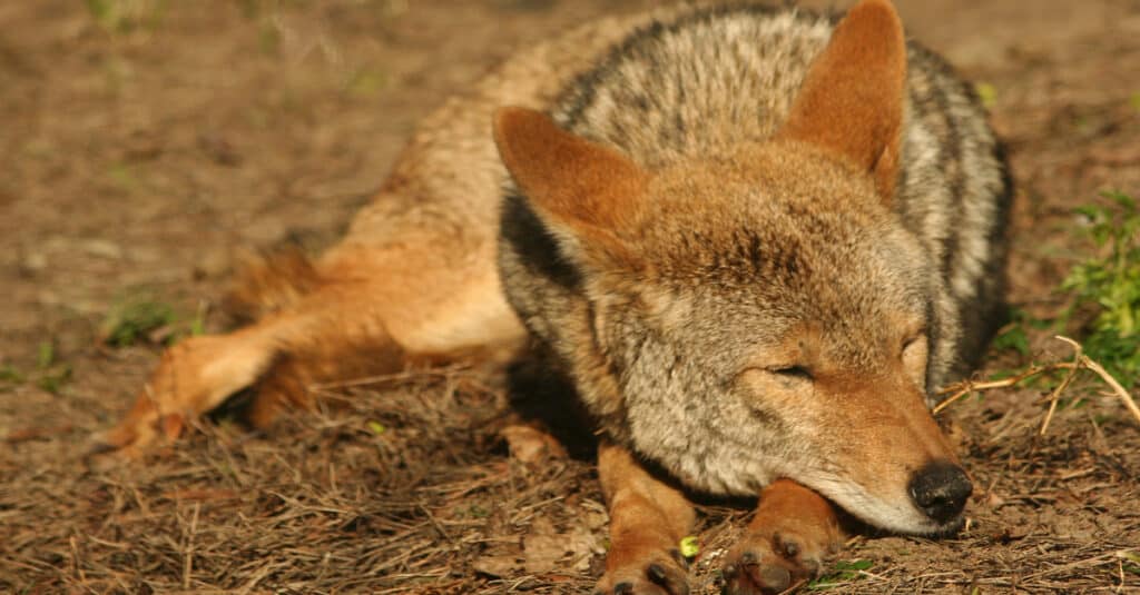 Come e dove dormono i coyote - Coyote Resting