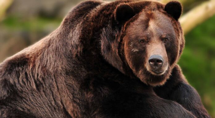 Il gigantesco grizzly trasforma un albero in pacciame dopo averlo usato come grattaschiena
