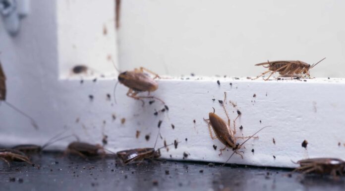 Il padrone di casa di Youngstown ha dovuto affrontare una folle infestazione di scarafaggi

