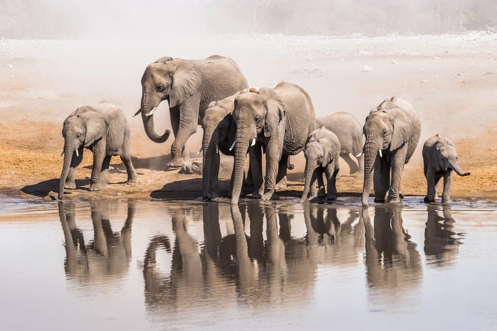 Un gruppo di elefanti africani che bevono da uno specchio d'acqua.