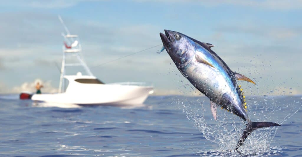 Il più grande tonno rosso - La pesca del tonno