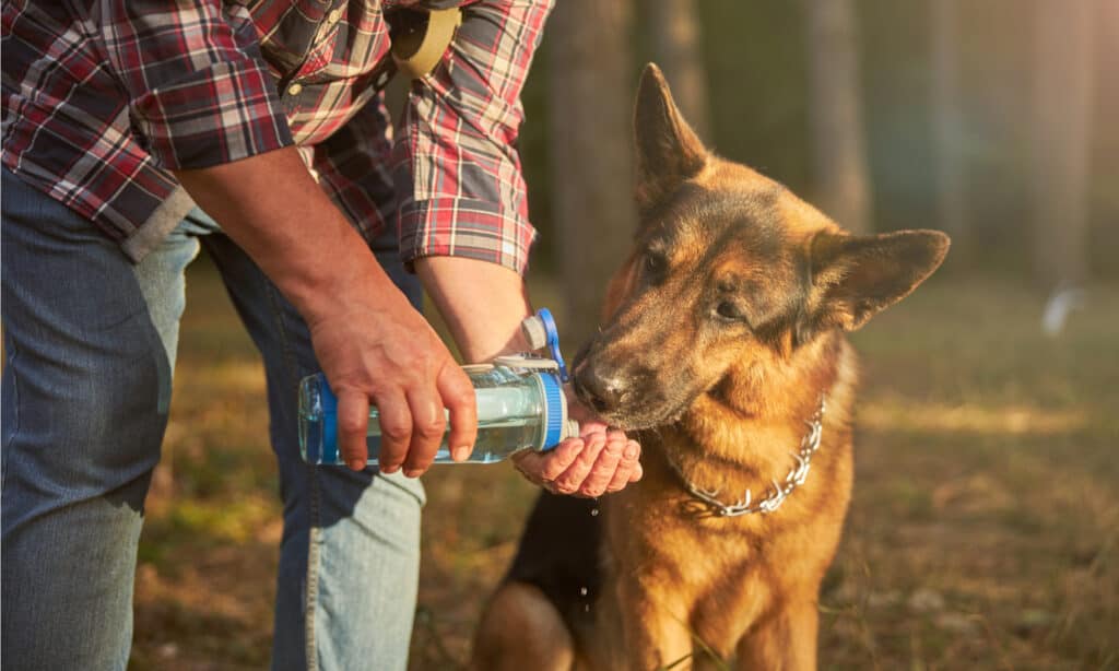 quanta acqua dovrebbe bere un cane