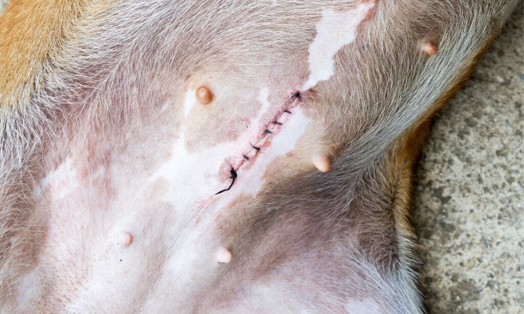 Incisione con punti di sutura dopo aver sterilizzato una cagnolina