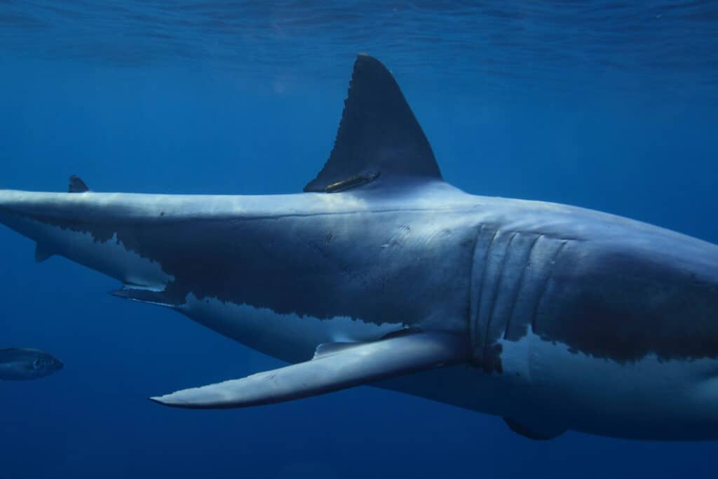 Tagged grande squalo bianco nel profondo blu