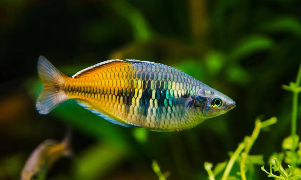 pesce arcobaleno