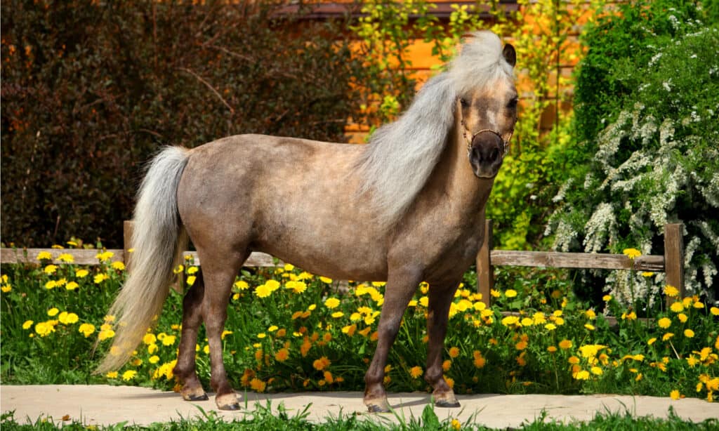 Falabella cavallo in miniatura in piedi su un sentiero.