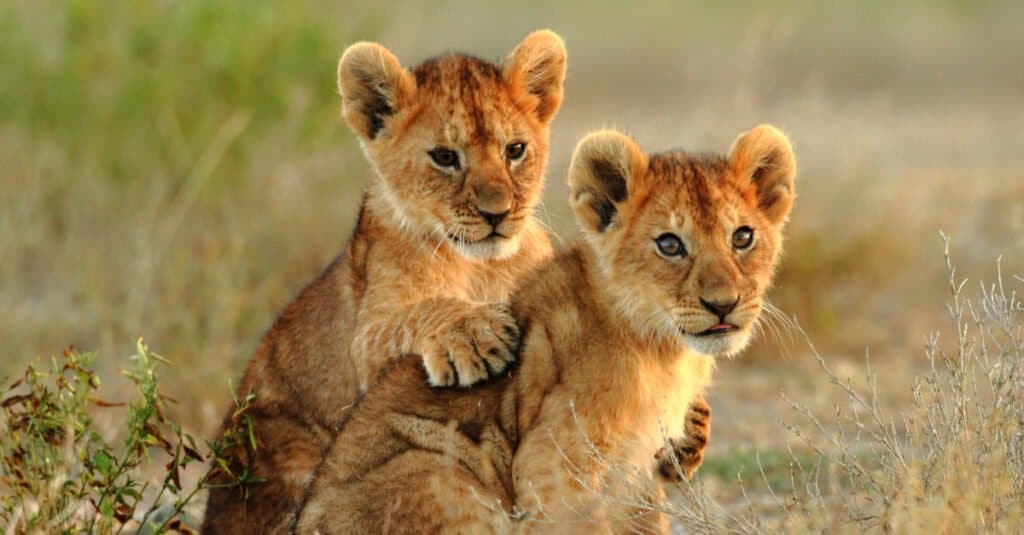 Leone bambino - due cuccioli di leone