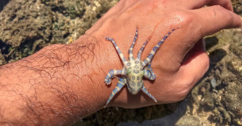 Polpo dagli anelli blu sulla mano di una persona.