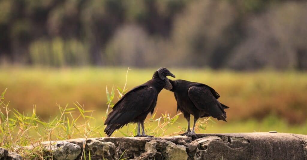 Gruppo di avvoltoi: come si chiamano e comportamento del gruppo di avvoltoi