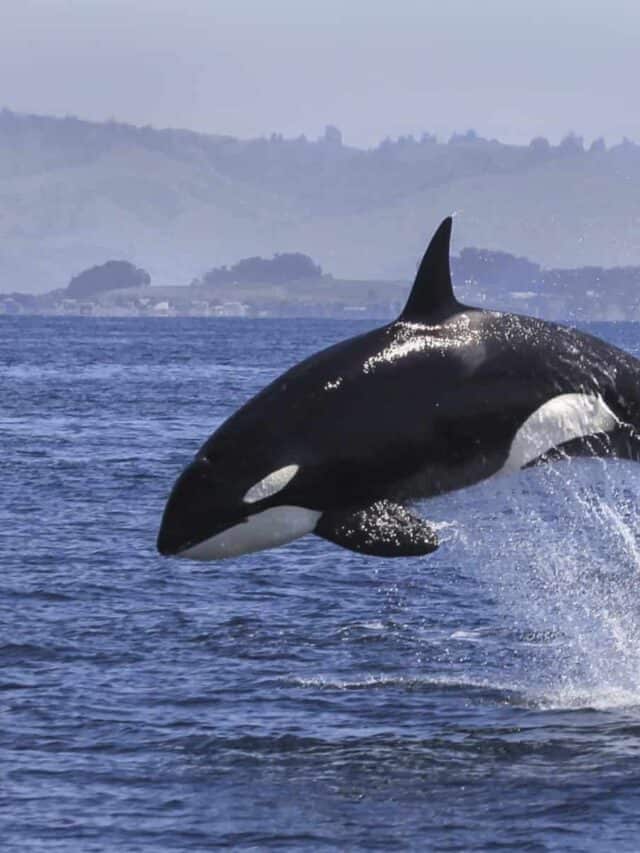 Violazione della balena assassina (Orcinus orca).