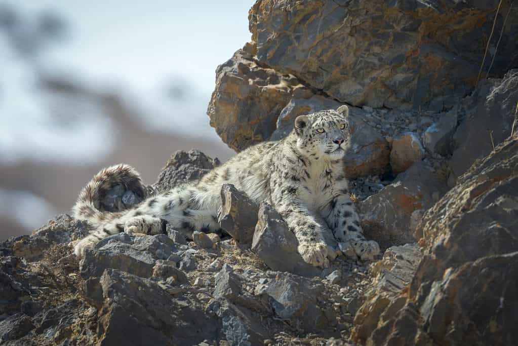 Il leopardo delle nevi si appoggia alle rocce, leggermente mimetizzato