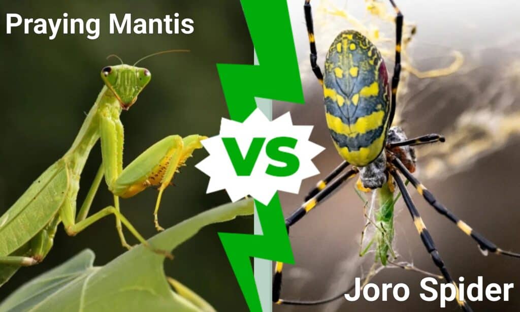 Praying Mantis contro Joro Spider