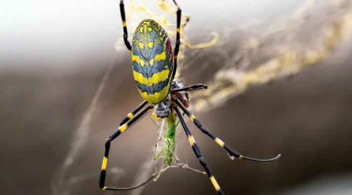 Joro Spider vs Golden Silk Orb-Weaver
