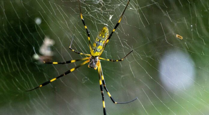Joro Spiders in Georgia: quanto è grave questa specie invasiva?
