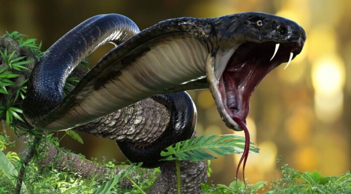 King Cobra Bite: perché ha abbastanza veleno per uccidere 11 esseri umani e come trattarlo
