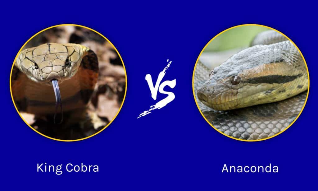 Re Cobra contro Anaconda