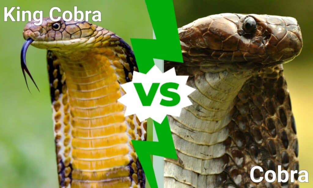 cobra reale contro cobra