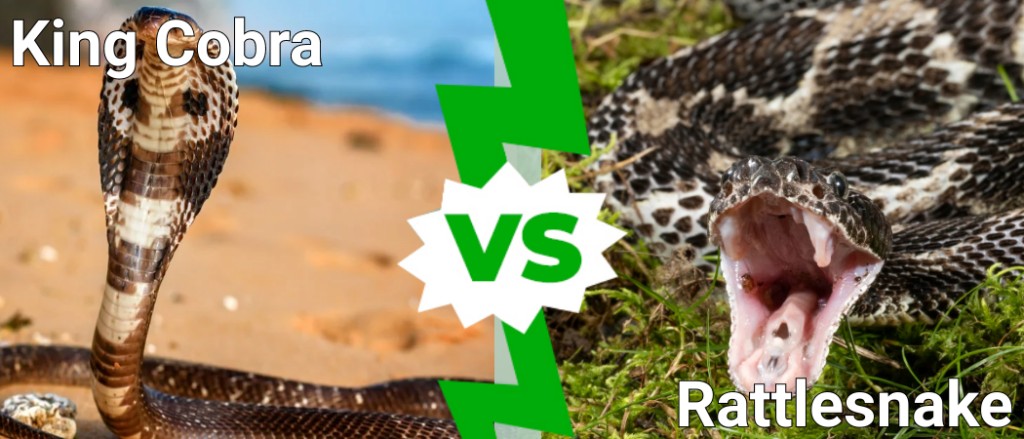 cobra reale vs serpente a sonagli