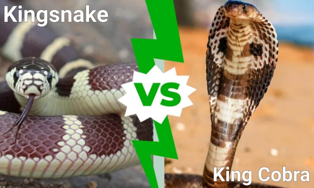 Kingsnake contro Re Cobra