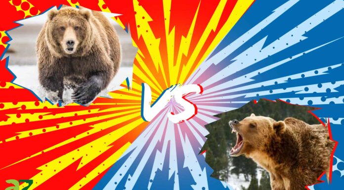 Kodiak vs Grizzly: qual è la differenza?
